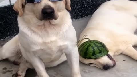 Funniest & Cutest Labrador Puppies #1 - Funny Puppy Videos 2022