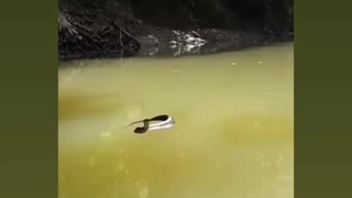 Snake on the Waters