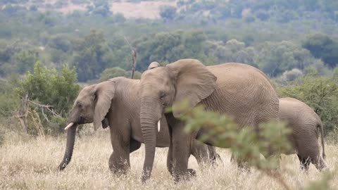 Pan from three elephants walking in Pilanesberg Game Reserve in South Africa