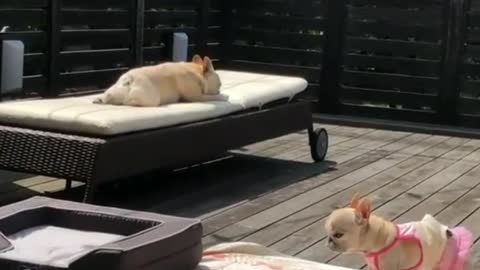 Dog chilling with itss girlfriend at poolside