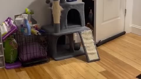 Cat Scared By Man in Cat Costume