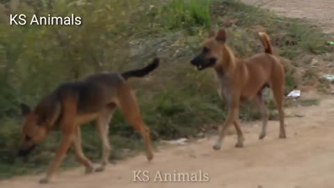 Dog want to Meeting Her in village