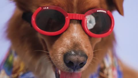 /a-dog-with-red-sunglasses