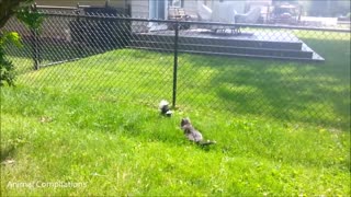 Baby Skunks Trying To Spray - Funniest