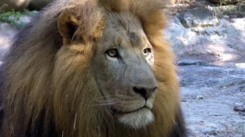 What do you gaze at, Lion