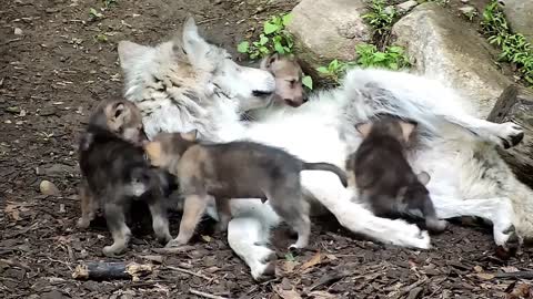Wolf Babysits Her Rambunctious Newborn Siblings