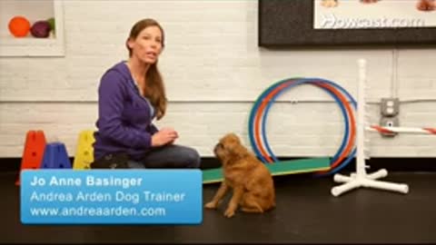 How to train your dog (trial)