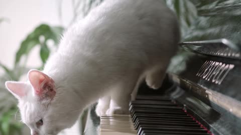 Cat love playing with piano