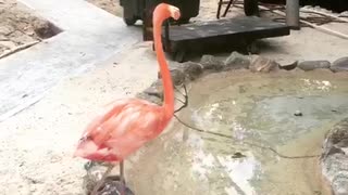 Flamingo feed time!