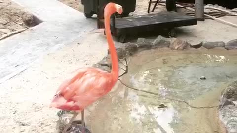 Flamingo feed time!