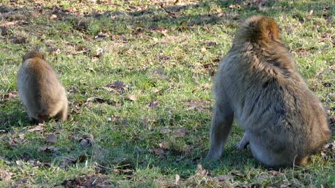 Watch how this animal plays with his son