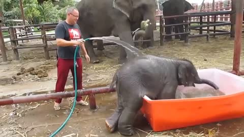 Baby Elephant Bathing "Double trouble