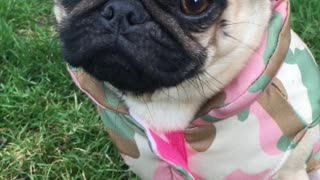 Grumpy pug barks at thin air