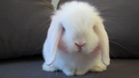 Cute Baby Bunny Washing Her Face