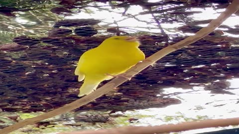 Canary Bird Singing - Bird Song