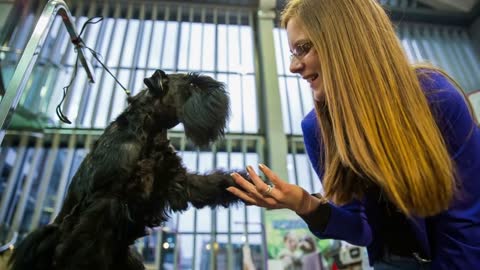 Cute black puppy shake hand with woman