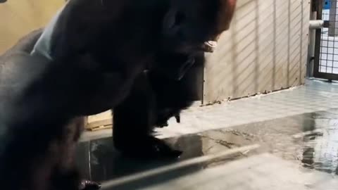 This orangutan seems to be having a good time, and its final spin surprised me