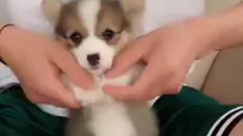 innocent cutie dog