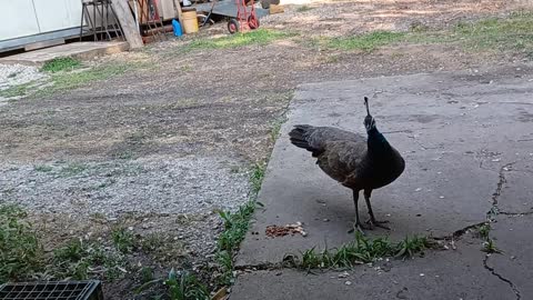 Ninja Peacock Vs Masked Bandit.