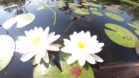 Water Lilies