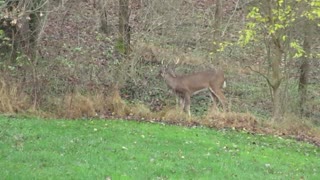 Backyard Buck, Adamsville, PA 2020