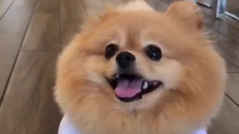 Pomeranian shows off his adorable Halloween costume
