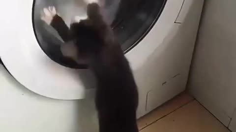 cat washingmachine washing machine