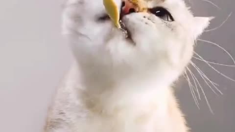 Cute cat enjoying food