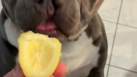 Get That Lemon Away From Me!