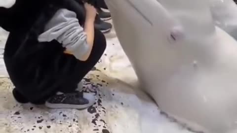 cute white dolphin kiss a baby Love