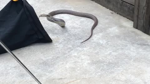 Easy Retrieval of Extremely Venomous Snake