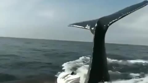-😱whale attacking a boat _rare footage.