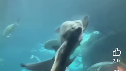 Shark eating fish in huge aquarium 😱😱