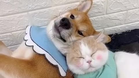 Funny dog & cat video