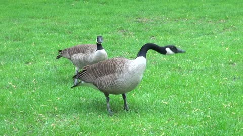when ANGRY Cobra Chickens (Geese) Attack