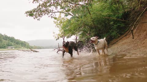 Dogs are Playing in the River