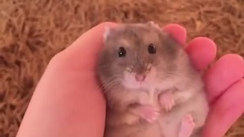 Cute hamster World's foldest animal