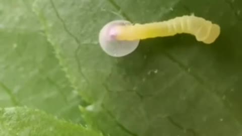Egg development of a caterpillar