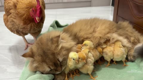 The hen actually abandoned her chicks_ Let the cat help keep the chicks. --So funny and cute animals