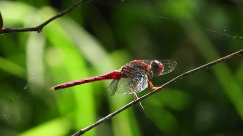 Macro Shot of Red Dragonfly Perched on Twig