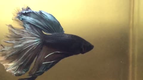 Bettafish Halfmoon