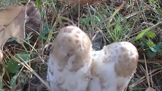 Shaggy Mane