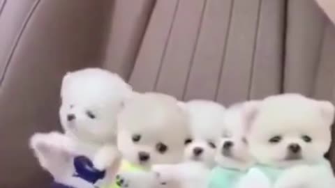 Most Cute & Naughty Puppies