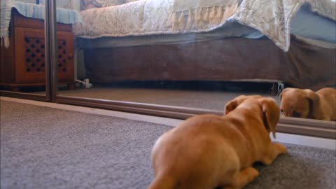 cute puppy sees the mirror