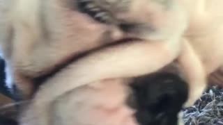 Dog loves being rubbed