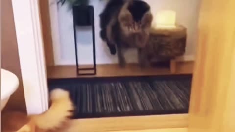 Funny cat video short 😂😂