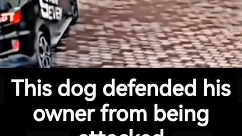 Dog Defend his owner by getting Mobbed