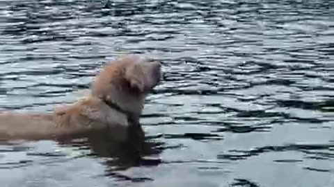 This dog has a passion for swimming and diving in water #shorts #viral #shortsvideo #video