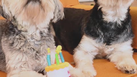 Cute dogs celebrate birthday on the sofa