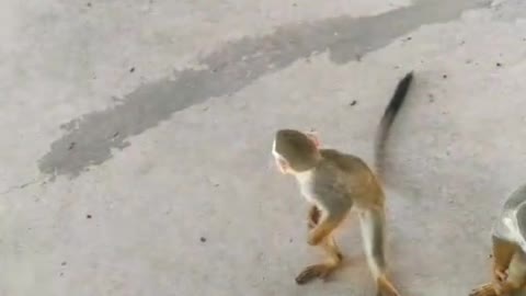 Nimble little monkey